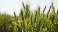 Саратовские аграрии наращивают объемы агрострахования