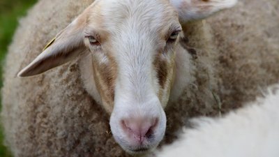 Индия впервые допустит на свой рынок шерсть и корма из РФ