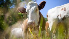 Продуктивность коров в сельхозорганизациях Оренбургской области выросла на 7,1%