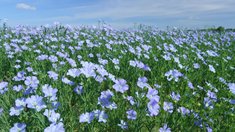 Российские хозяйства возрождают льноводство