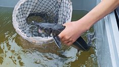 Оборот рыбохозяйственного комплекса Костромской области вырос на 26,7%