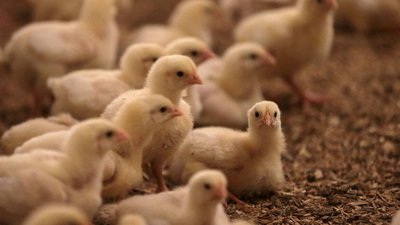 Россия полностью обеспечивает себя мясом птицы