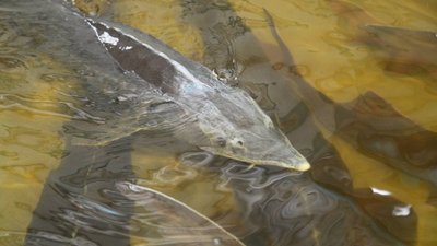 Шесть компаний из Вологодской области приняли участие в GLOBAL FISHERY FORUM
