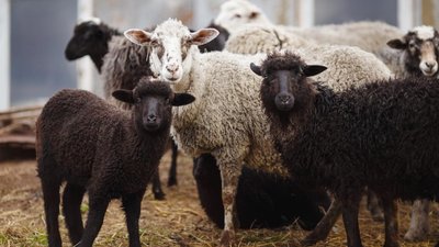 Овец и коз в РФ хотят поставить на учет раньше на год