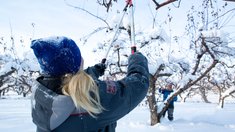В садоводческих хозяйствах Липецкой области началась обрезка плодовых деревьев