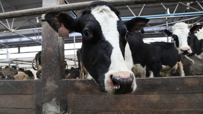 Семейные фермы Красноярского края получат более 32 миллионов рублей на развитие своего дела