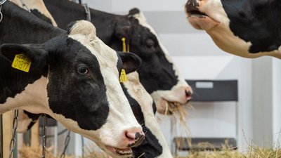 В России начали производство электронных капсул для увеличения надоев молока