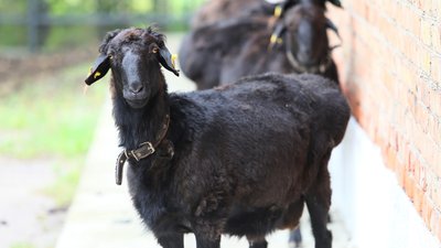 В Красноярском крае 18 начинающих фермеров получат 120 млн рублей на развитие