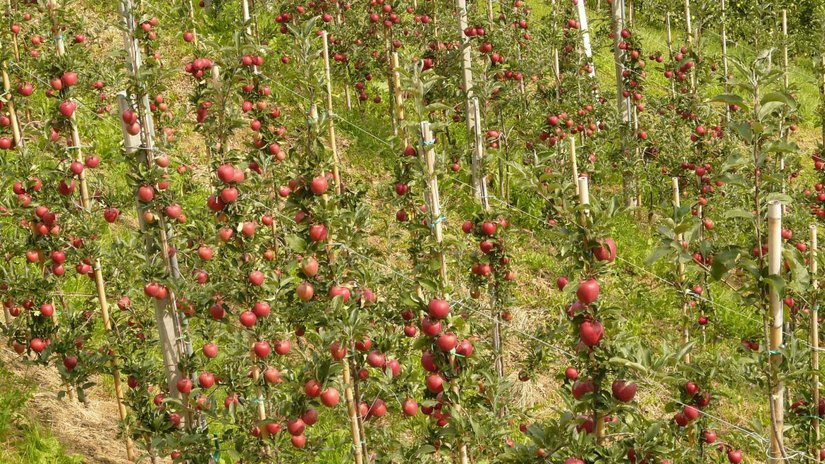 В Кабардино-Балкарии создадут яблоневый сад интенсивного типа на карбоновом полигоне