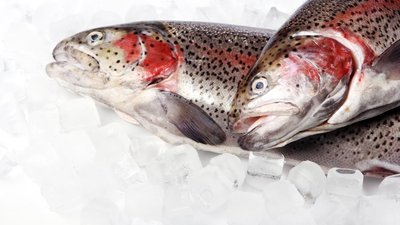 В Камчатском крае продолжается реализация проекта «Камчатская рыба»