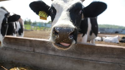 Ещё семь сельхозкооперативов Красноярского края получили господдержку по нацпроекту