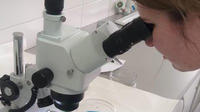 Образцы растений земляники исследовали специалисты Ставропольского Россельхозцентра