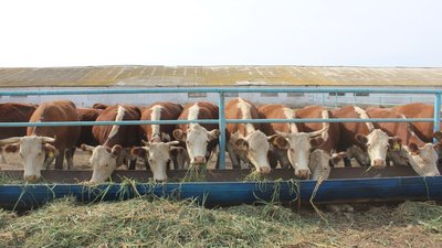 Для племенных животноводческих хозяйств Дона создана лаборатория генетического анализа