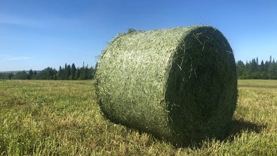 Липецкие аграрии приступили к заготовке кормов