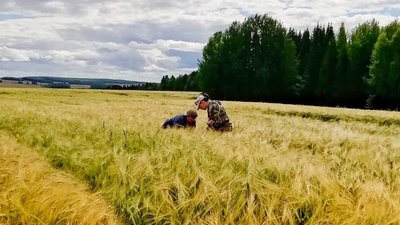 Специалисты Удмуртского Россельхозцентра провели апробацию более 44 тыс. га сортовых посевов республики