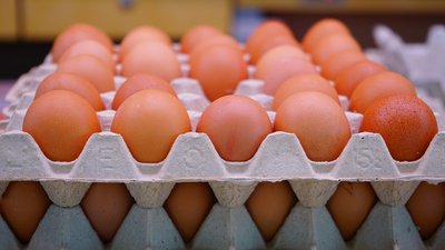 В Липецкой области с основным производителем куриного яйца заключено соглашение