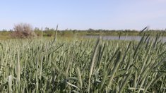 В Волгоградской области завершена подкормка озимых зерновых