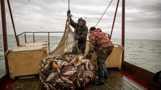 С начала года свыше 4,9 тыс. тонн рыбы выловлено в Новосибирской области