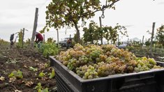 На развитие агротуризма в Ставропольском крае предусмотрено 3,2 млн рублей