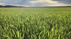 Посевная кампания в Липецкой области выходит на финишную прямую