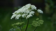 Заросшие борщевиком сельхозземли смогут изымать с 1 марта 2026 года