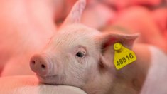 В Челябинской области растёт производство молока и мяса