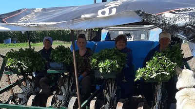 В вологодском СХПК «Племзавод Майский» планируется посадить 7 га товарных плантаций земляники