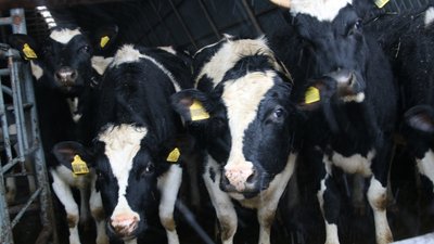 В Башкортостане аграриям возместят почти 68 млн рублей затрат на приобретение племенных животных