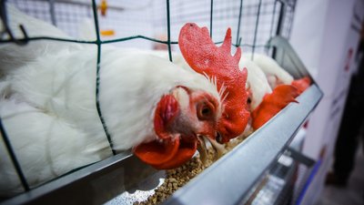 Более 200 тыс. тонн мяса птицы произведут в этом году в Липецкой области