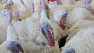 На донском предприятии по производству мяса индейки продолжается модернизация