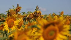 Липецкие аграрии с начала года отправили за рубеж более 340 тыс. тонн продукции