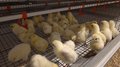 Новый птицеводческий комплекс запущен в Нижегородской области при господдержке
