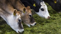 В Башкортостане стартовала кормозаготовительная кампания