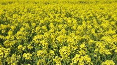 Китайский рынок останется драйвером роста производства рапса в РФ в 2026 году — эксперт