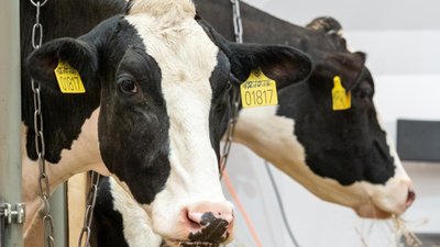 Волгоградские сельхозорганизации нарастили производство КРС на убой на 24,7%