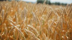 Комитет Совфеда одобрил поправки в закон «О зерне»