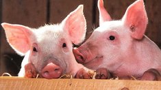 В Приморье на 40,8% увеличилось производство скота и птицы на убой в 2025 году