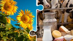 В Чеченской Республике в 2025 году — рекордное увеличение урожая масличных и значительный рост в зерновом комплексе