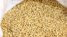 Запасы зерна в сельхозорганизациях Вологодской области на конец января составили 88 тыс. т