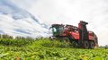 Липецкие аграрии собрали первый миллион тонн сахарной свеклы