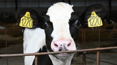 Новые молочно-товарные фермы планируется запустить в Подмосковье в 2026 году