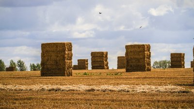 Свыше 100 тысяч тонн грубых кормов заготовили липецкие аграрии