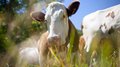 В 2022 году производство скота и птицы на убой в смоленских сельхозорганизациях выросло на 26% 