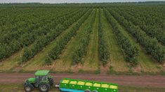 В организованном секторе производства Липецкой области собрано уже 73 тыс. тонн яблок