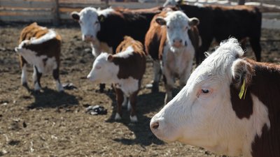 Сельхозкооперативы Красноярского края получили 120 млн рублей на развитие