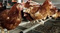 Поголовье птицы в фермерских хозяйствах Ставрополья выросло на 40%