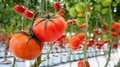 Производство сельхозпродукции на Камчатке выросло на 17,7% за год
