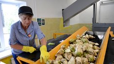 Два сахарных завода Липецкой области переработали 43 тысячи тонн свеклы