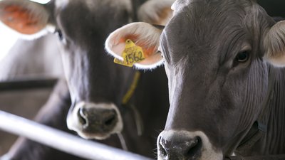 Животноводческие предприятия Херсонской области планируют увеличить поголовье сельскохозяйственных животных