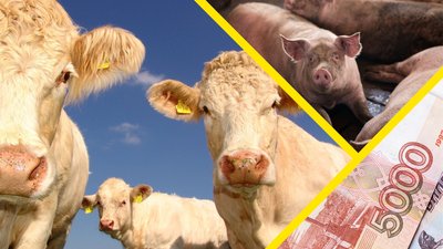 Россия в 2023 году увеличила экспорт продукции животноводства
